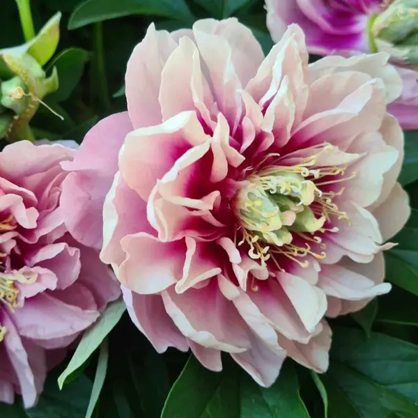 Itoh Peony Caroline Constabel