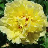 Itoh Peony Duchess De Lorraine Pkitoddl - Garden Express Australia