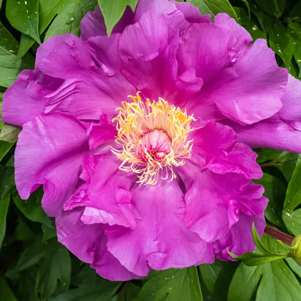 Itoh Peony Gordon E Simonson