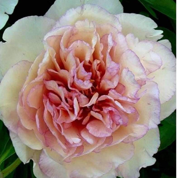 Itoh Peony Scrumdiddlyumptious