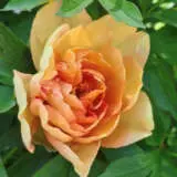 Itoh Peony Singing In The Rain Pkitosir - Garden Express Australia