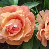 Itoh Peony Soliel Dambre Pkitosda - Garden Express Australia