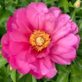 Itoh Peony Strawberry Creme Brulee Itoh Peony Strawberry Creme Brulee