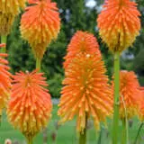 Kniphofia Rooperi Pkkniroo - Garden Express Australia