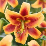 Lilium Debby Pklildeb - Garden Express Australia