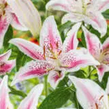 Lilium Lovely Day Pklillda - Garden Express Australia