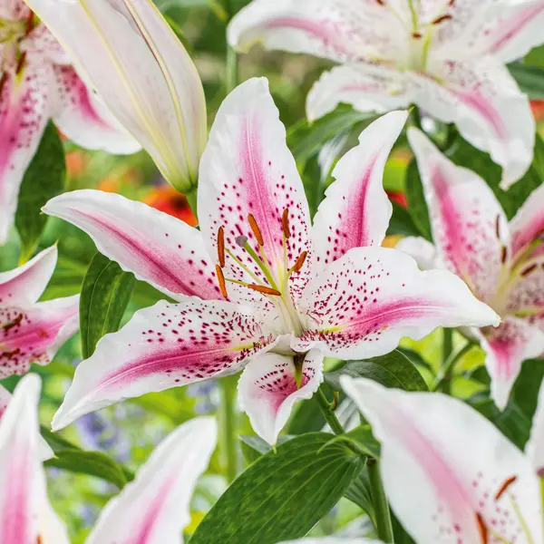 Lilium Lovely Day