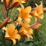 Lilium Orange Planet Pklilopl 2 - Garden Express Australia