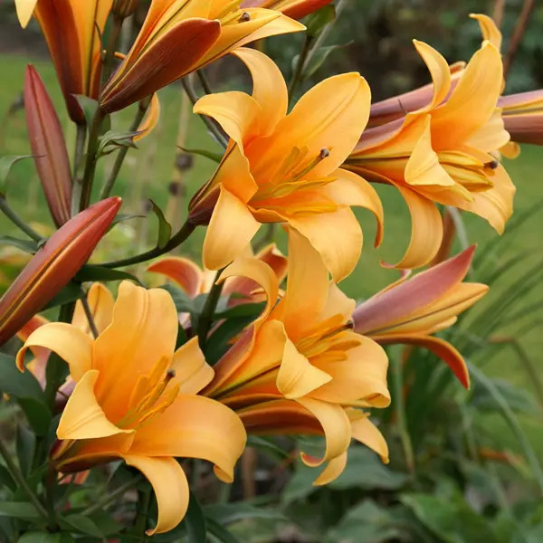 Lilium Orange Planet