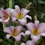 Lilium Pink Planet Pklilppl 2 - Garden Express Australia