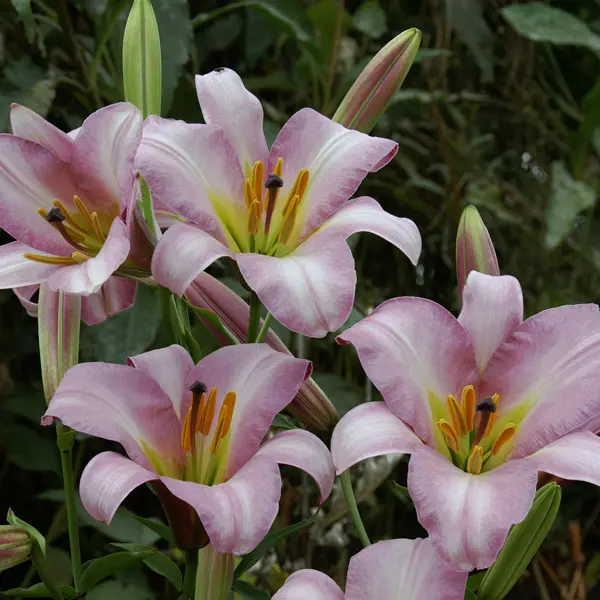 Lilium Pink Planet Lilium Pink Planet