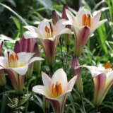 Lilium White Planet Pklilwpl 2 - Garden Express Australia