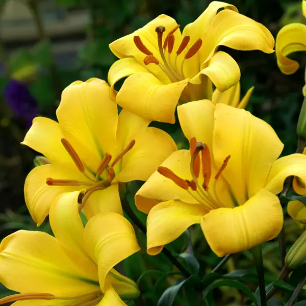Lilium Yellow Planet