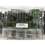 Monstera Monster Pack Monstera Monster Pack