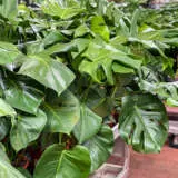 Monstera Monster Pack Colmonmpk 1 - Garden Express Australia