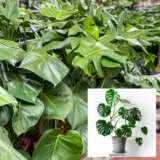 Monstera Monster Pack Colmonmpk - Garden Express Australia