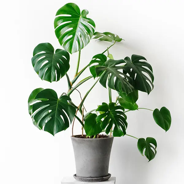 Monstera Monster Pack