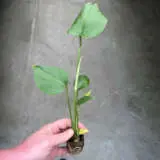 Monstera Monster Pack Monstera Monster Pack