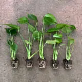 Monstera Monster Pack Monstera Monster Pack