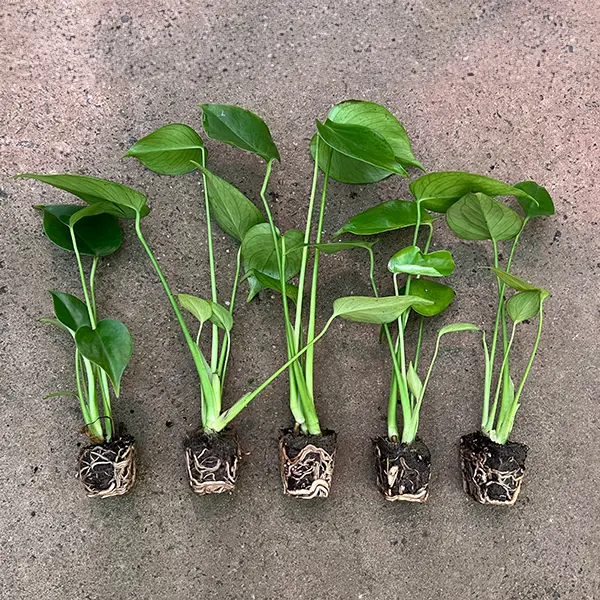 Monstera Monster Pack