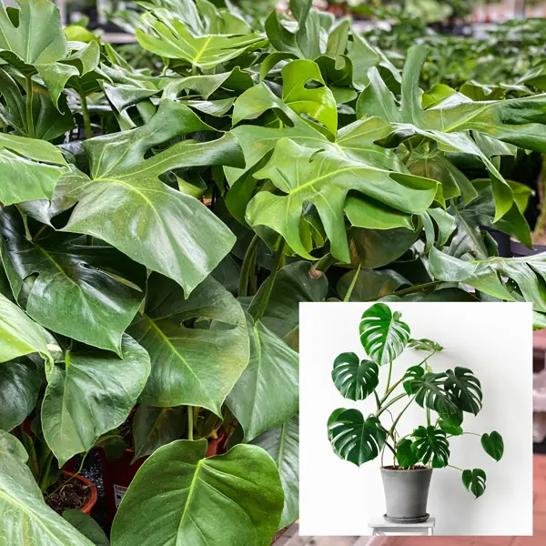 Monstera Monster Pack