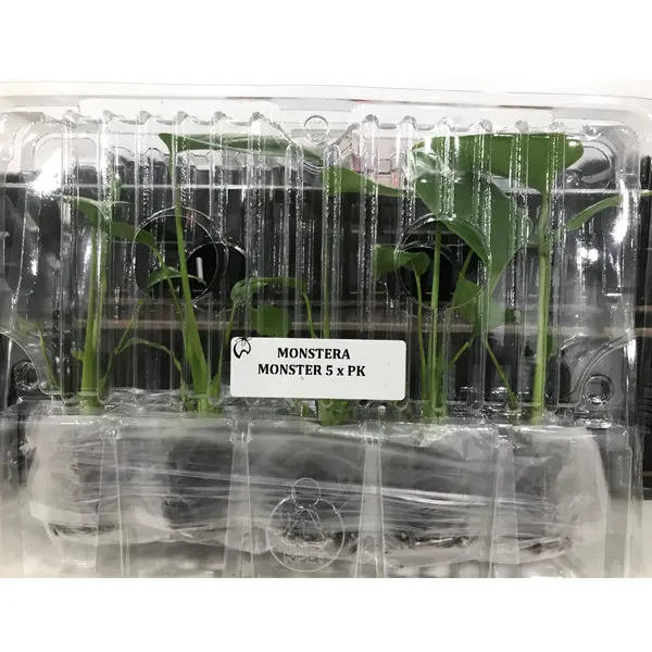Monstera Monster Pack