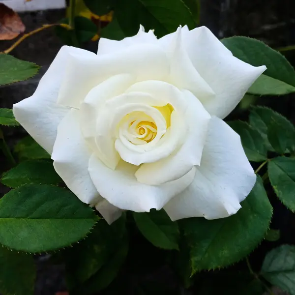 Rose Amazing Grace 07