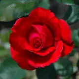 Rose Australian Centenary Of Federation Roshacf - Garden Express Australia