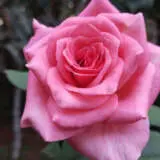 Rose Ballet Roshbal - Garden Express Australia