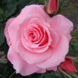 Rose Bewitched Roshbew - Garden Express Australia