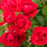 Rose Cherry Bonica Rosfcbn - Garden Express Australia