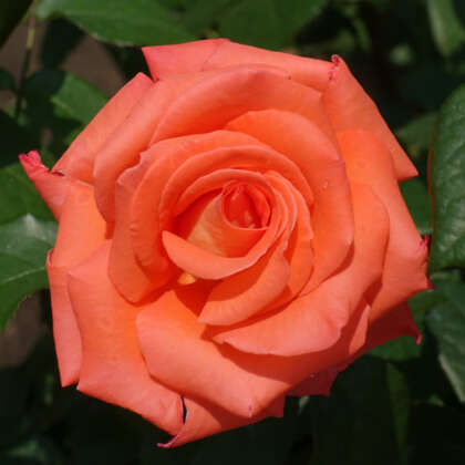 Hybrid Tea Roses - Garden Express - Australia's Largest Online Nursery