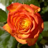 Rose Confetti Rosfcon - Garden Express Australia