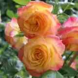 Rose Dame Elisabeth Murdoch Roshdem - Garden Express Australia