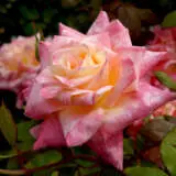 Rose Diana Princess Of Wales Roshdpw - Garden Express Australia