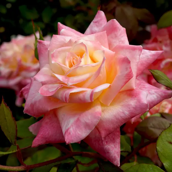 Rose Diana Princess Of Wales