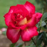 Rose Fionas Wish Roshfwi - Garden Express Australia