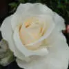 Rose Fresh Cream 2 Roshfcr - Garden Express Australia