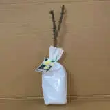 Rose Fresh Cream Rose Fresh Cream