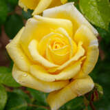 Rose Glorious Roshglo - Garden Express Australia