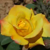 Rose Gold Medal Roshgme - Garden Express Australia