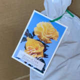 Rose Golden Giant