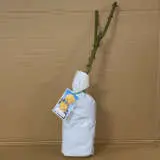 Rose Golden Giant Rose Golden Giant