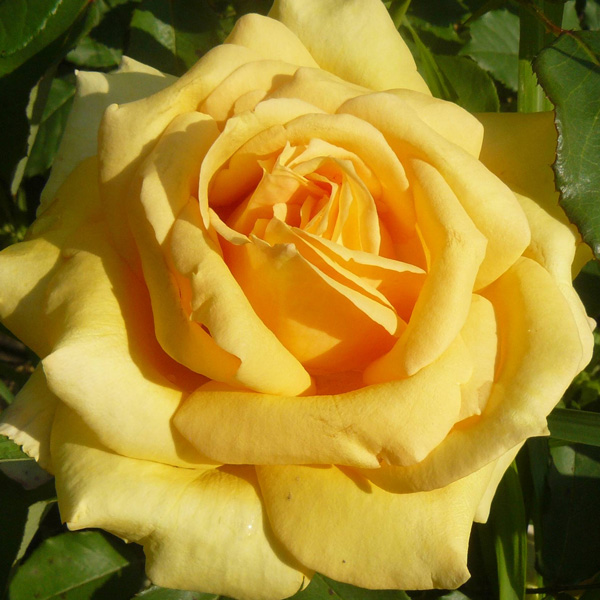Rose Golden Giant
