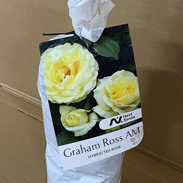 Rose Graham Ross Am