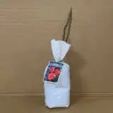 Rose Happy Anniversary Rose Happy Anniversary