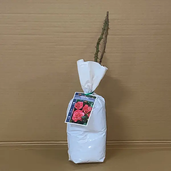 Rose Happy Anniversary