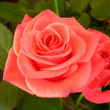 Rose Happy Anniversary Roshhan - Garden Express Australia