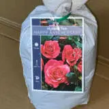 Rose Happy Anniversary Rose Happy Anniversary