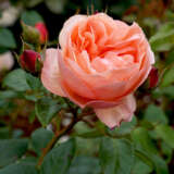 Rose Heaven On Earth Rosfhoe - Garden Express Australia